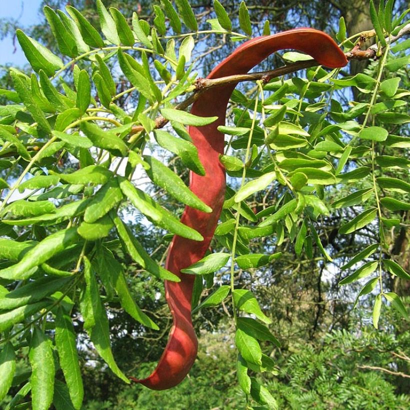 Gleditsia triacanthos - Spino di Giuda (Raccolta)