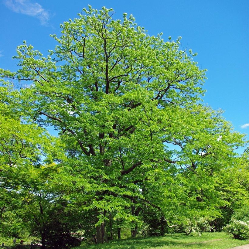 Gleditsia triacanthos - Spino di Giuda (Porto)