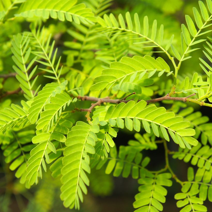 Gleditsia triacanthos Elegantissima (Fogliame)