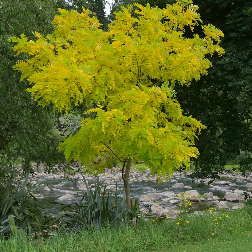 Gleditsia triacanthos Elegantissima (Porto)