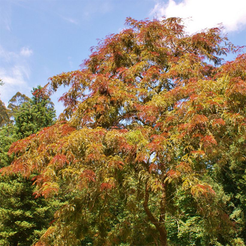 Gleditsia triacanthos f.inermis Rubylace (Porto)