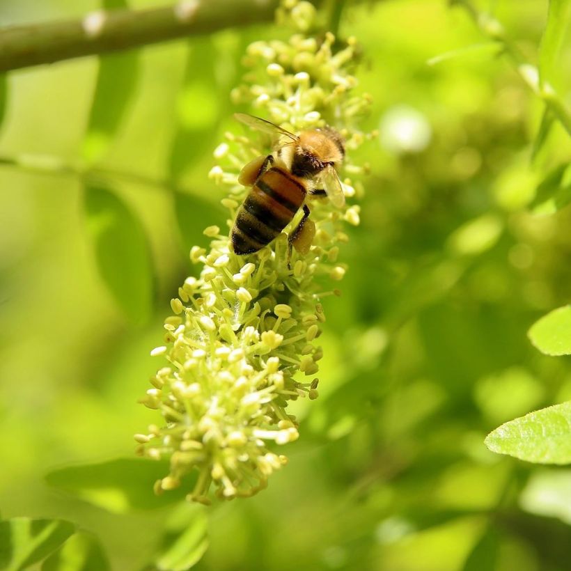 Gleditsia triacanthos f.inermis Shademaster (Fioritura)