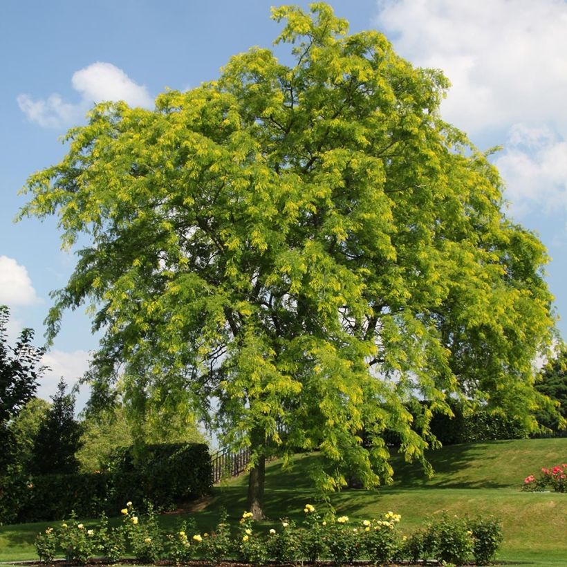 Gleditsia triacanthos f.inermis Shademaster (Porto)