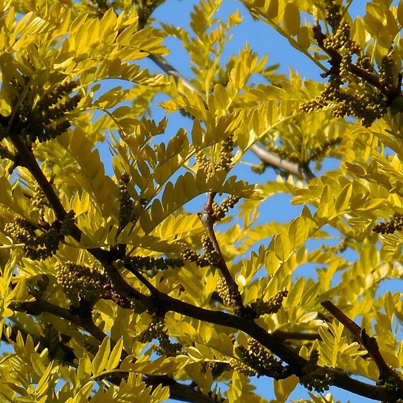 Gleditsia triacanthos f.inermis Shademaster (Fogliame)