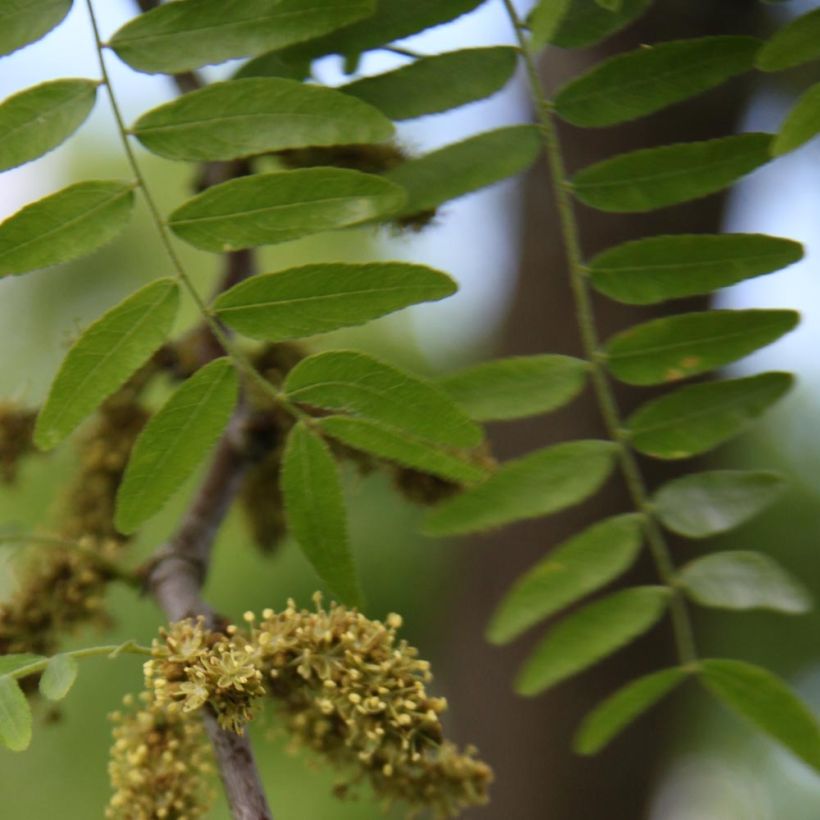 Gleditsia triacanthos f.inermis Skyline (Fogliame)