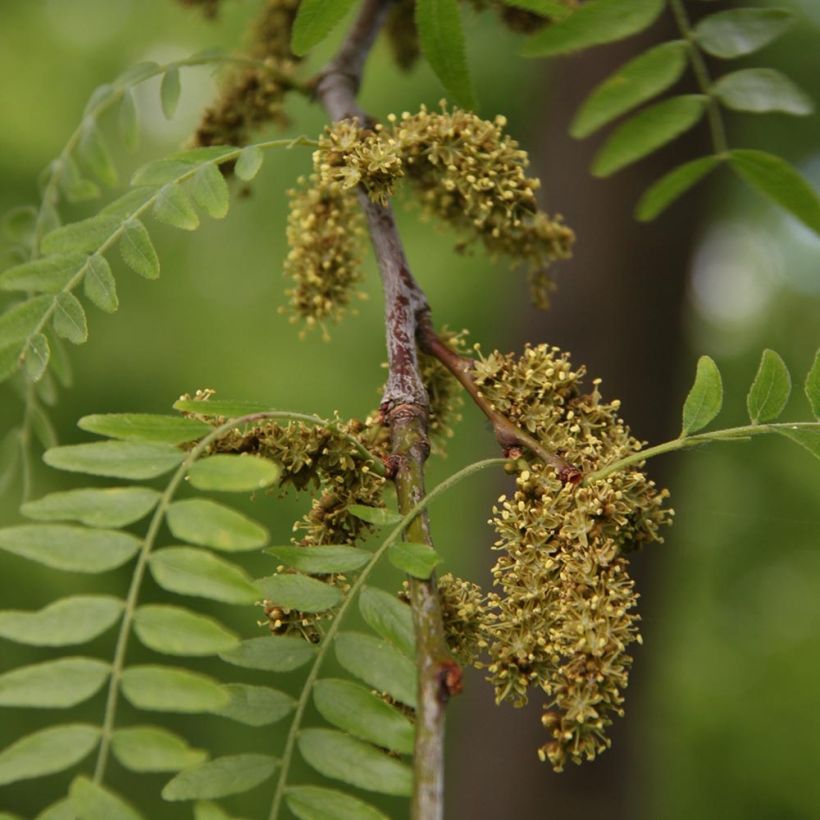 Gleditsia triacanthos f.inermis Skyline (Fioritura)