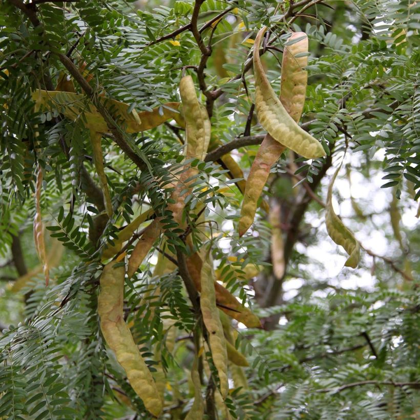 Gleditsia triacanthos f.inermis Skyline (Raccolta)