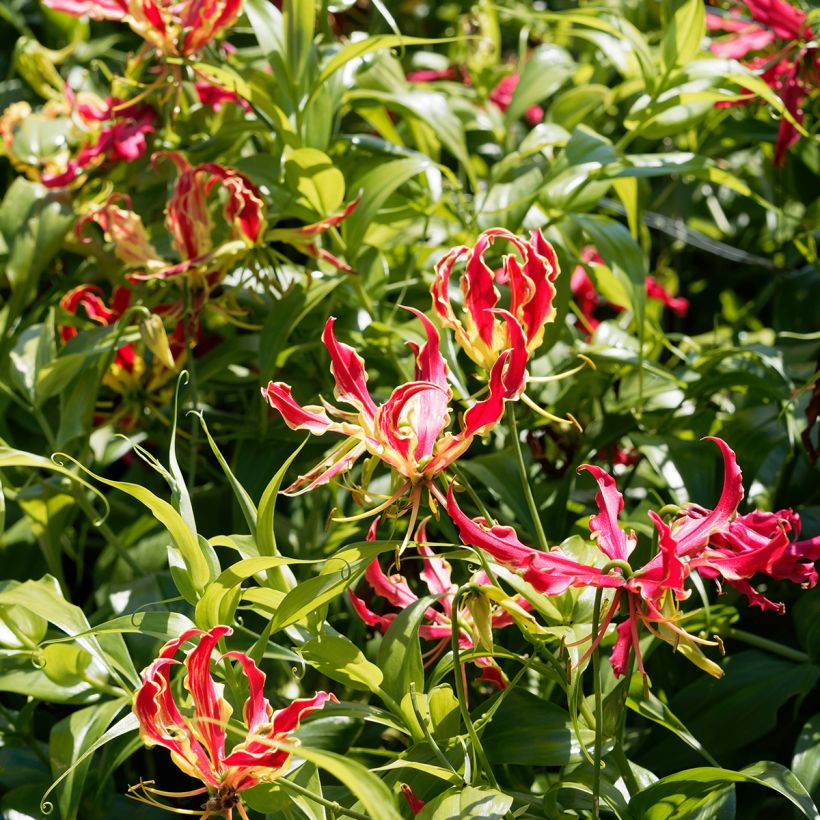 Gloriosa superba var. rothschildiana (Porto)