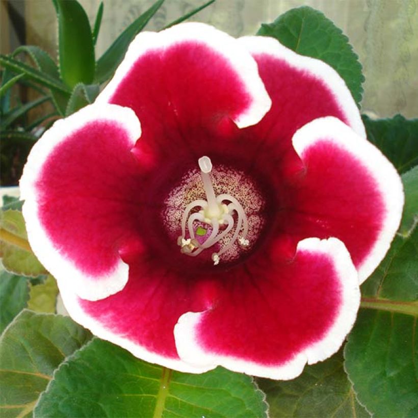 Gloxinia speciosa Kaiser Friedrich (Fioritura)