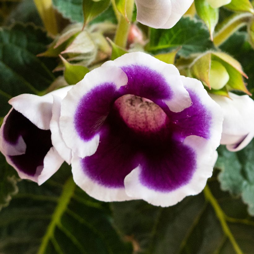 Gloxinia speciosa Kaiser Wilhelm (Fioritura)