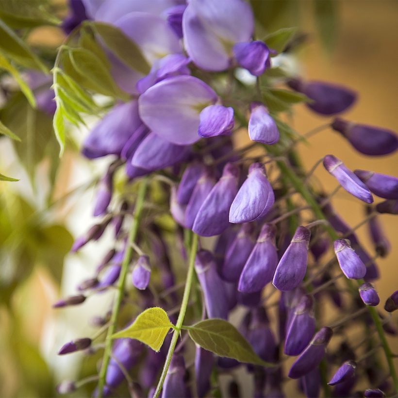 Wisteria brachybotrys Yokohama Fuji - Glicine (Fioritura)