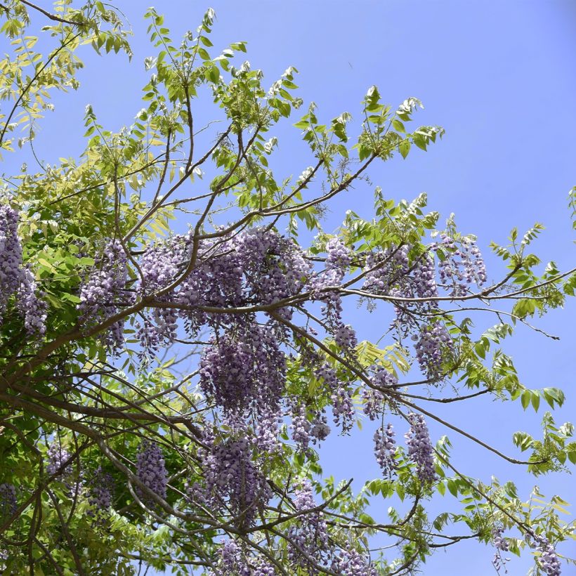 Wisteria brachybotrys Yokohama Fuji - Glicine (Porto)