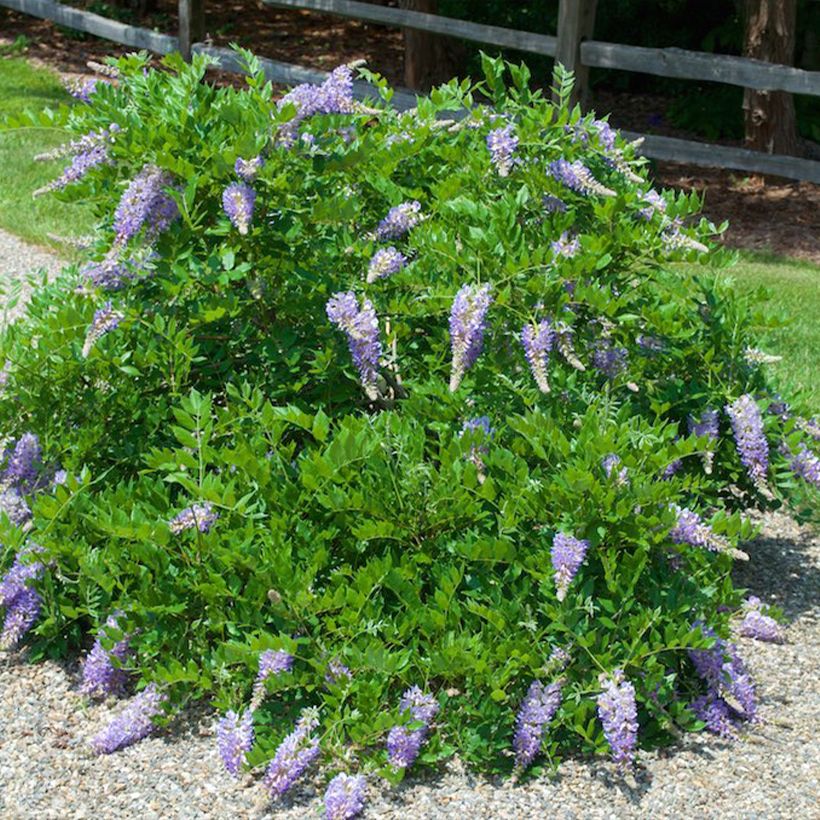 Wisteria macrostachya Aunt Dee - Glicine (Porto)