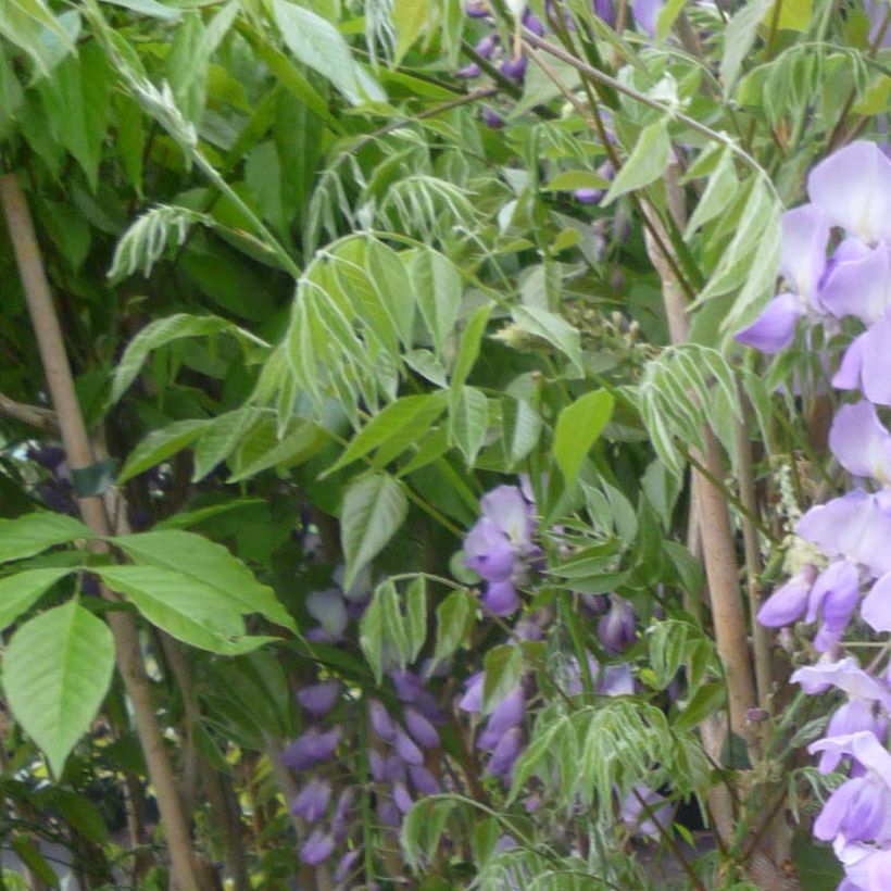 Wisteria sinensis Caroline - Glicine comune (Fogliame)