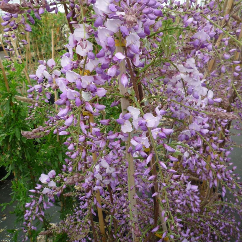 Wisteria sinensis Caroline - Glicine comune (Fioritura)