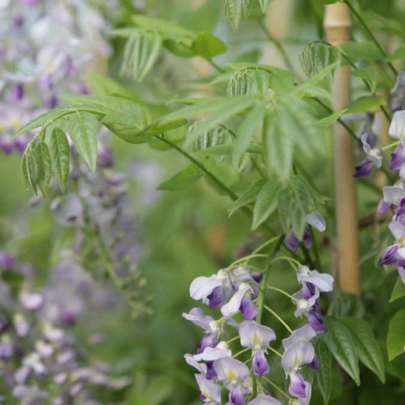 Wisteria sinensis Prolific - Glicine comune (Fogliame)