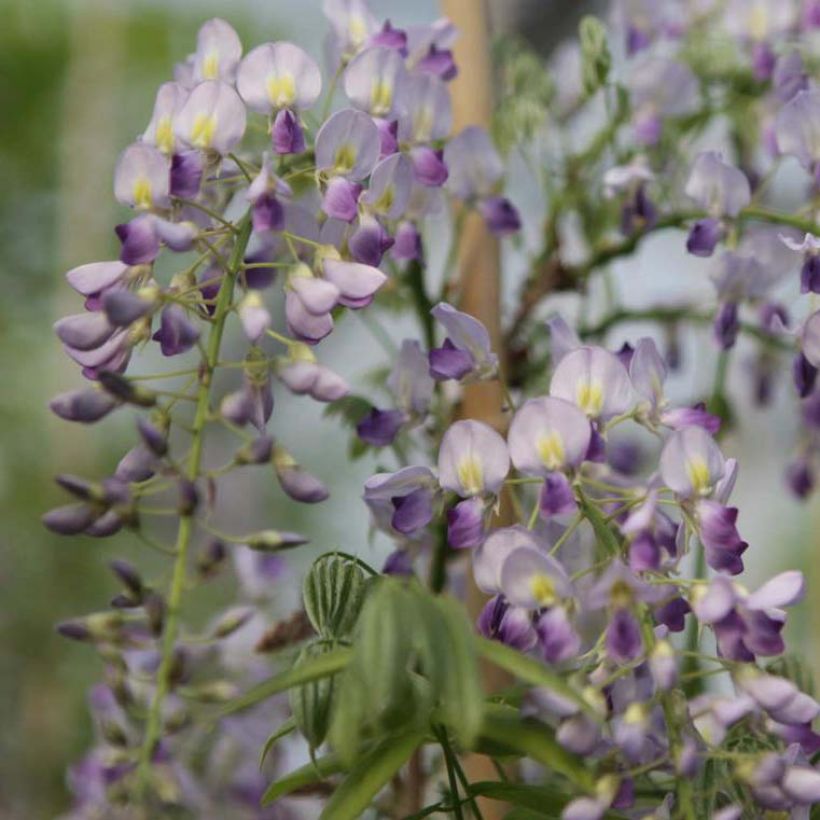 Wisteria sinensis Prolific - Glicine comune (Fioritura)