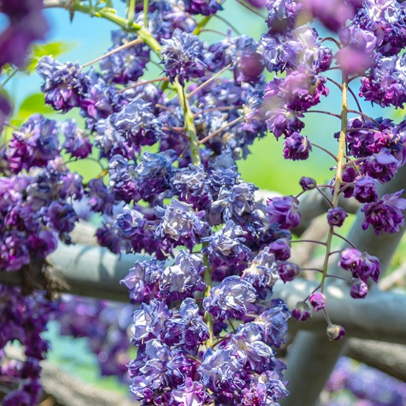 Wisteria sinensis Flore Pleno - Glicine comune (Fioritura)