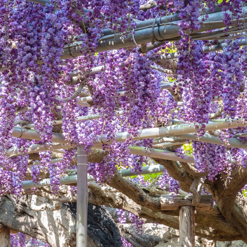 Wisteria sinensis Flore Pleno - Glicine comune (Porto)