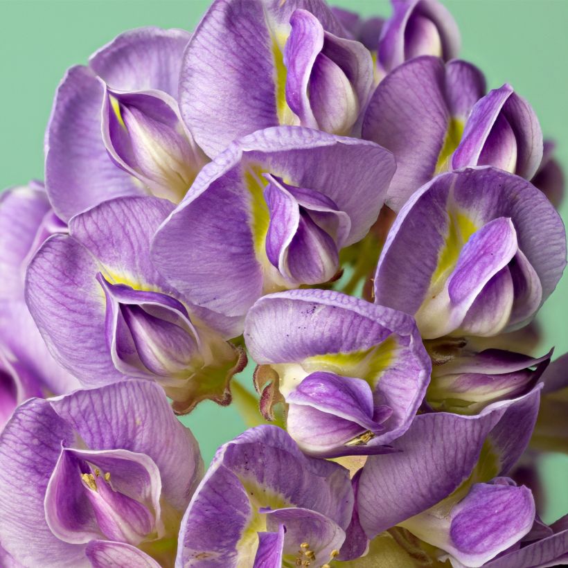 Wisteria frutescens - Glicine americano (Fioritura)