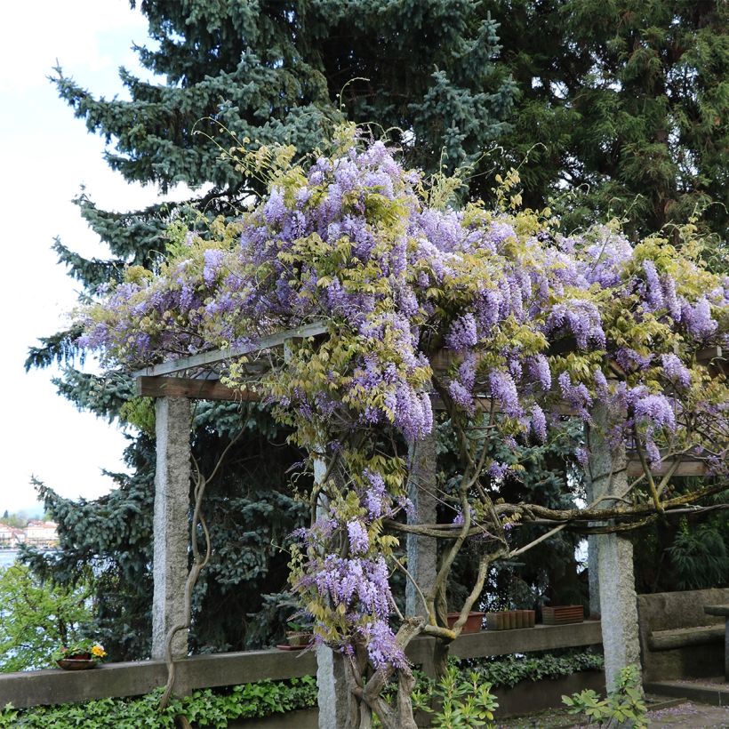 Wisteria frutescens - Glicine americano (Porto)