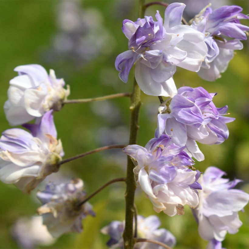 Wisteria floribunda Ed's Blue Dragon - Glicine (Fioritura)