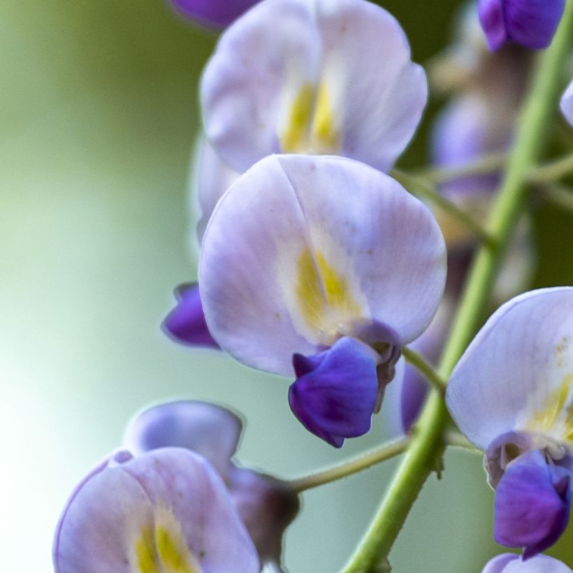 Wisteria floribunda Premature - Glicine (Fioritura)