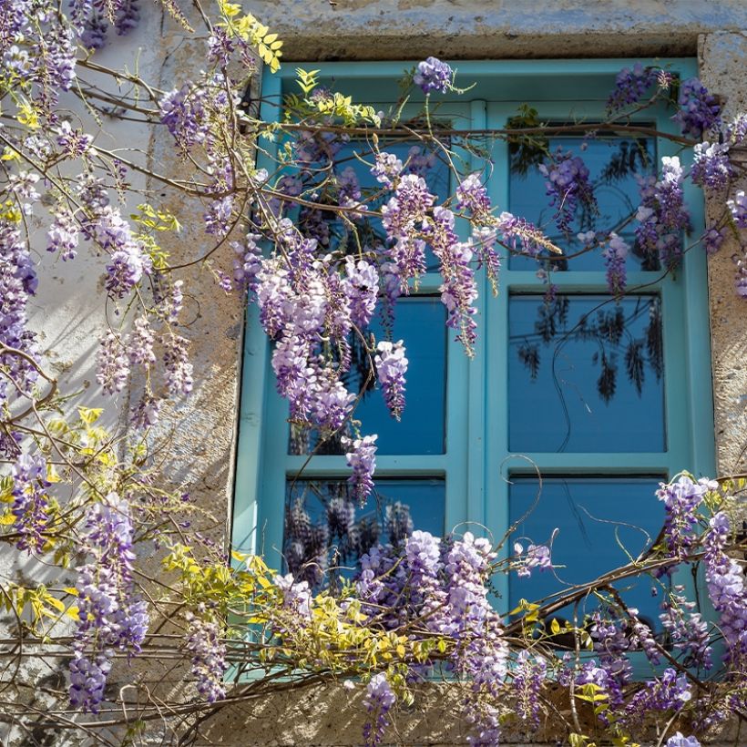 Wisteria floribunda Premature - Glicine (Porto)