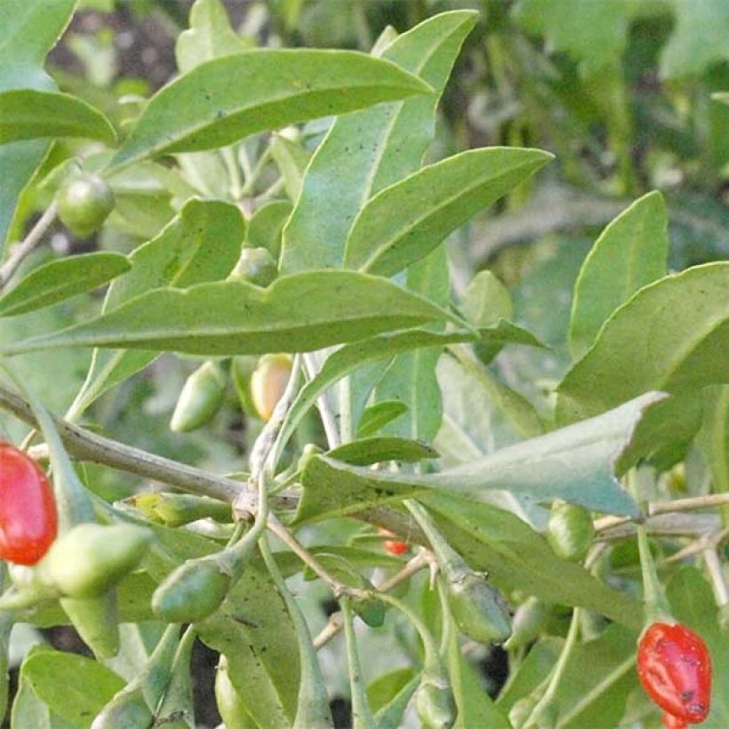 Lycium barbarum Big Lifeberry - Goji (Fogliame)