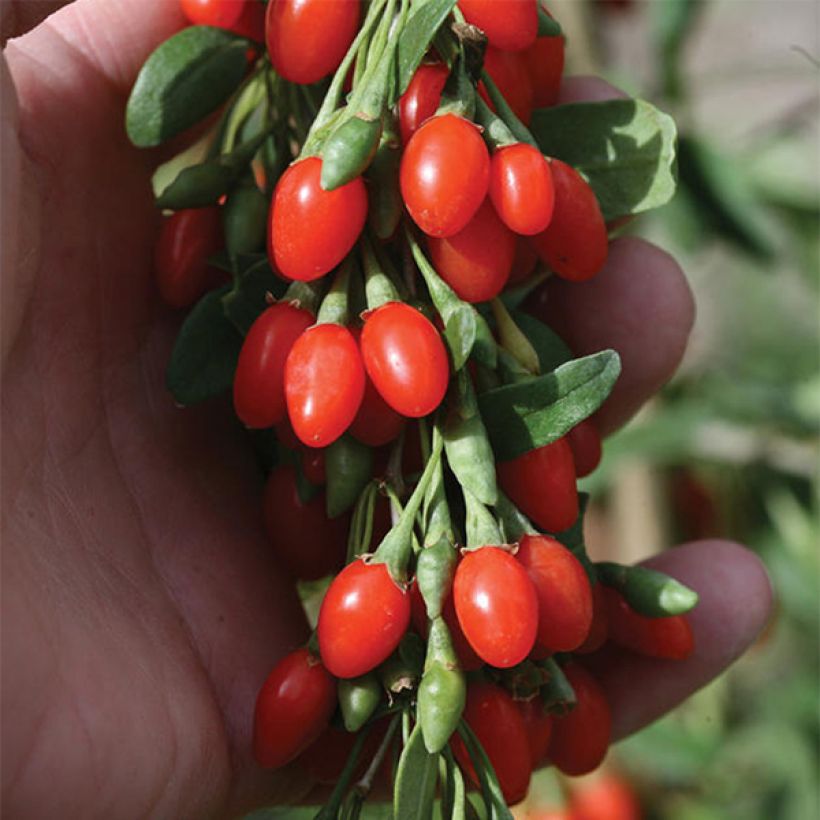 Lycium barbarum Big Lifeberry - Goji (Fioritura)