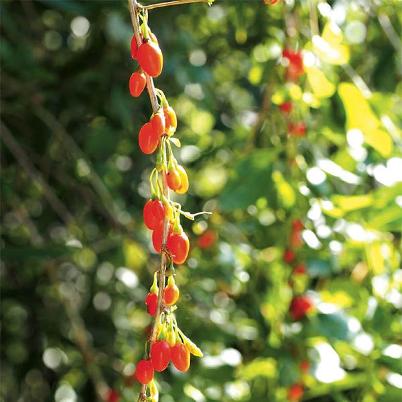 Lycium barbarum Instant Success - Goji (Raccolta)