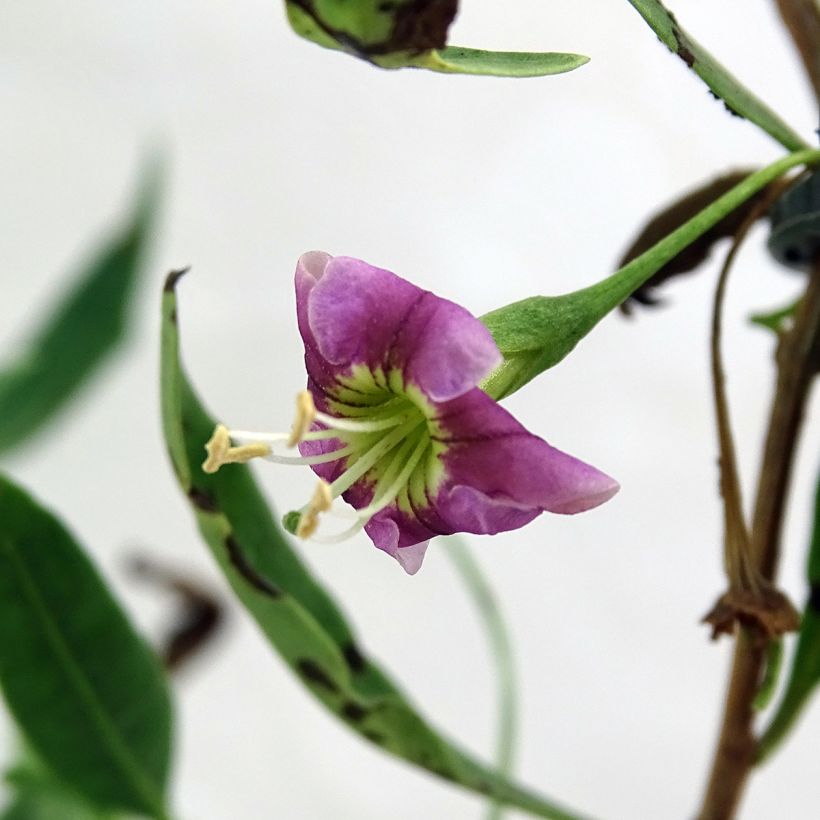 Lycium barbarum Princess Tao FPW03 - Goji (Fioritura)