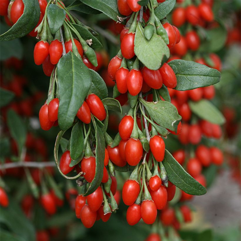 Lycium barbarum Sweet Lifeberry - Goji (Fioritura)