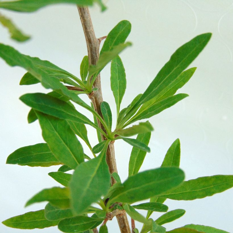 Lycium barbarum Sweet Lifeberry - Goji (Fogliame)