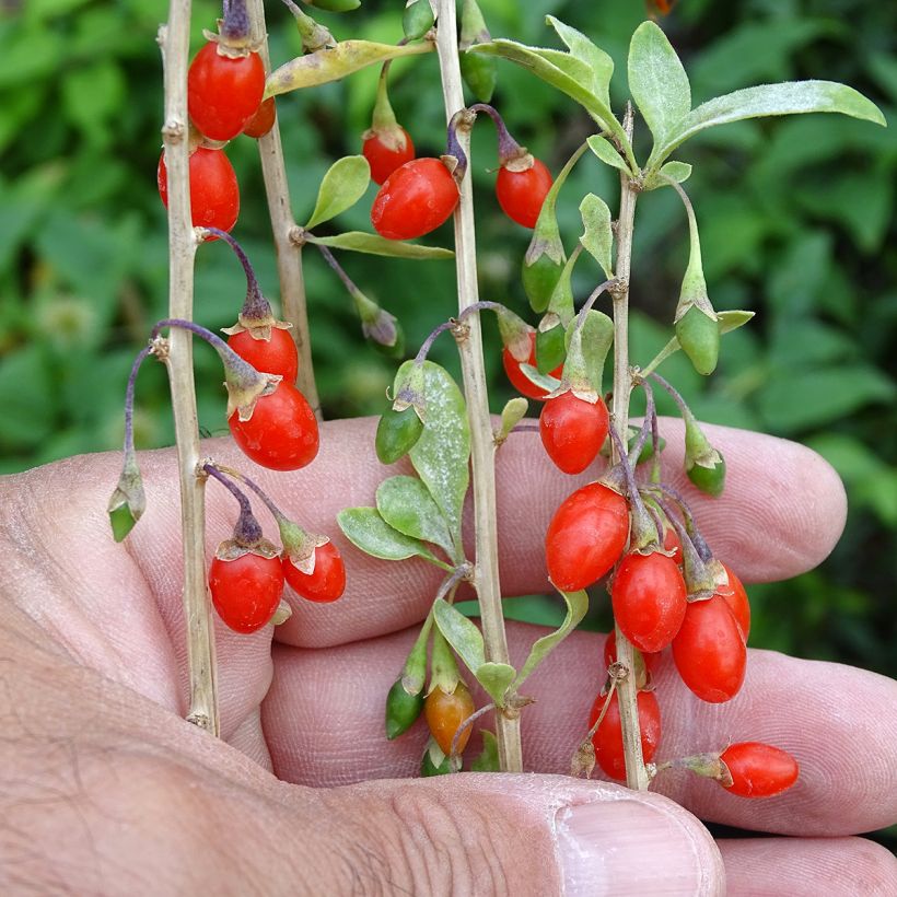 Lycium barbarum Sweet Lifeberry - Goji (Raccolta)