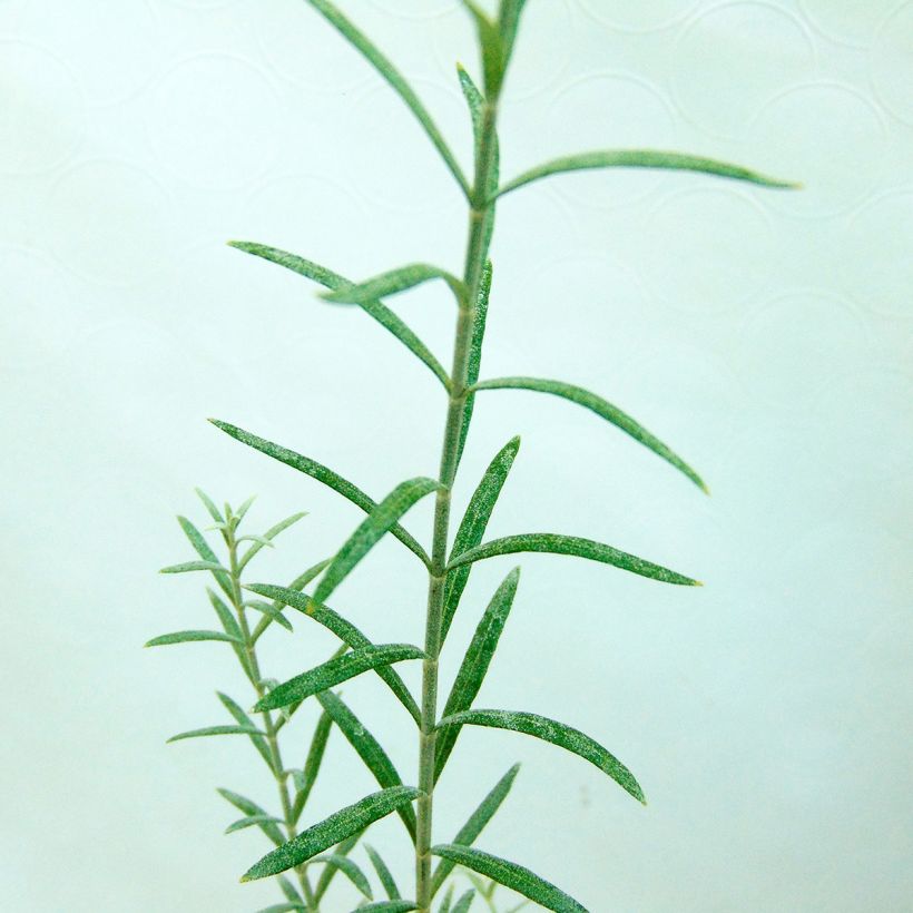 Gomphostigma virgatum White Candy (Fogliame)