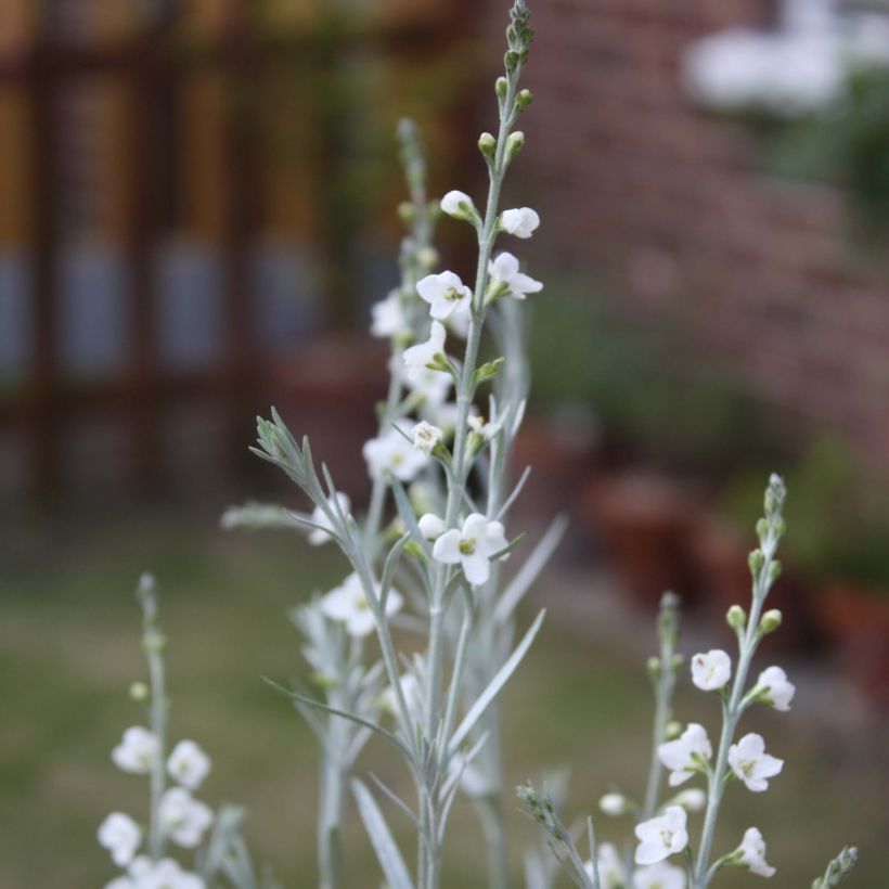 Gomphostigma virgatum White Candy (Fioritura)