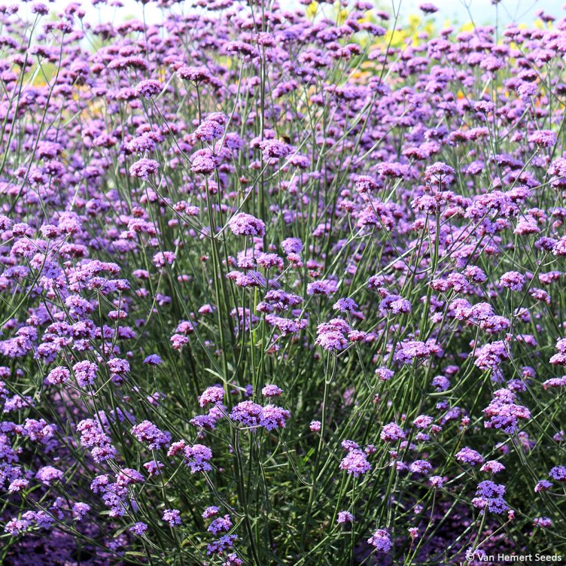 Verbena di Buenos Aires Vanity (semi) (Porto)