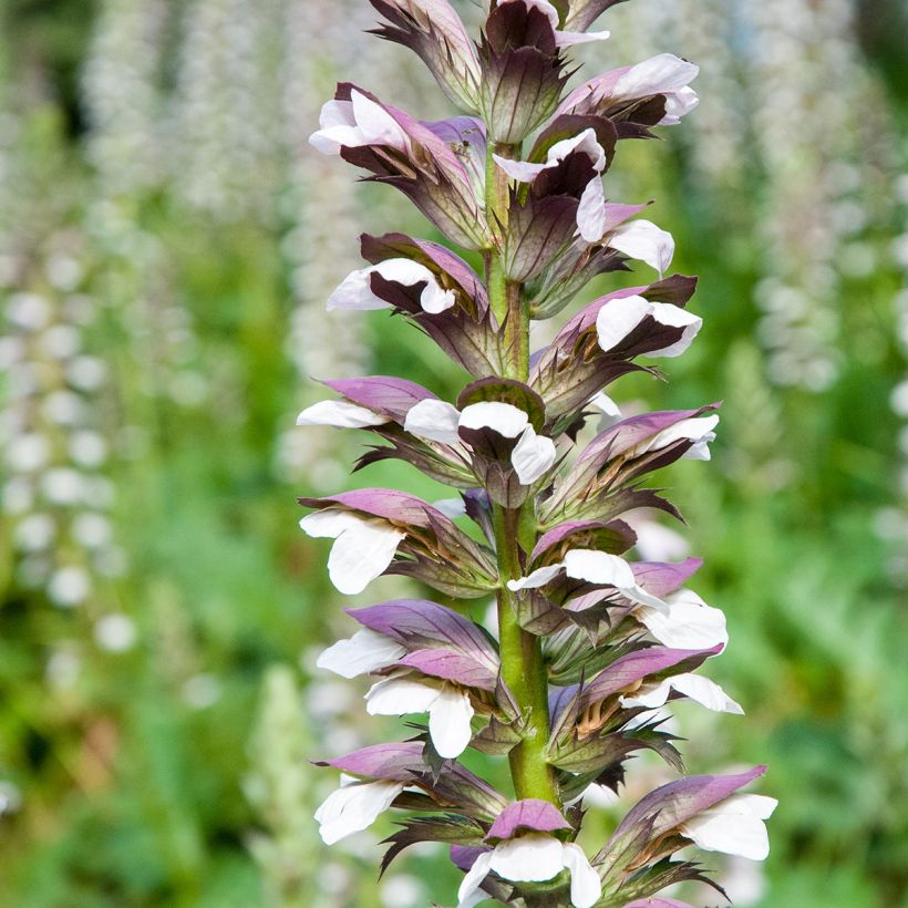 Acanthus mollis (semi) - Acanto (Fioritura)