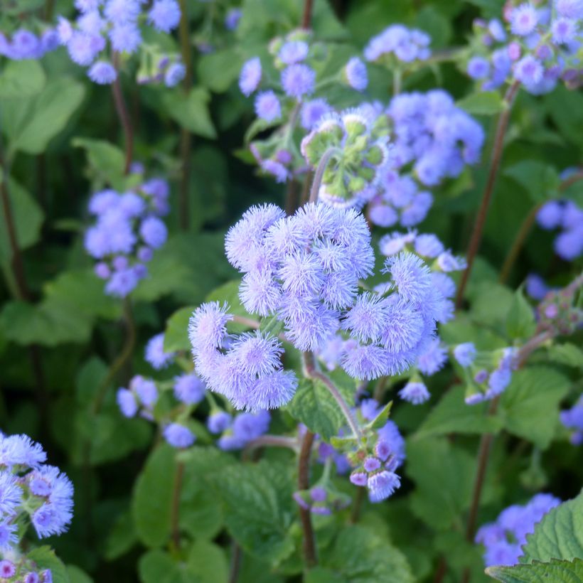 Ageratum Blue Bouquet (Fioritura)