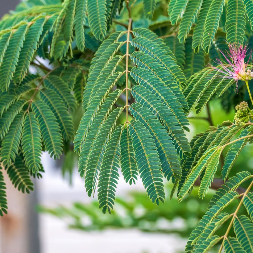 Albizia julibrissin - Acacia di Costantinopoli (Fogliame)