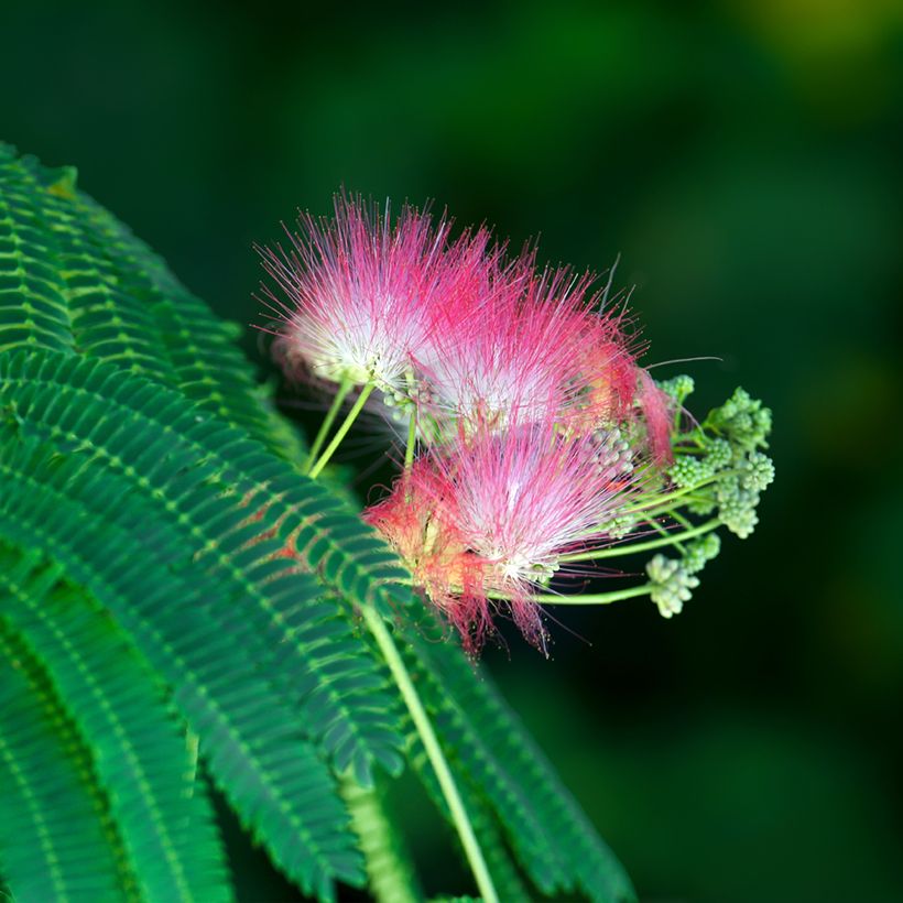 Albizia julibrissin - Acacia di Costantinopoli (Fioritura)