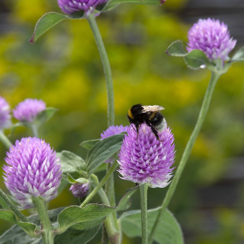 Gomphrena globosa Lavender Lady (semi) - Amarantino perpetuino (Fioritura)