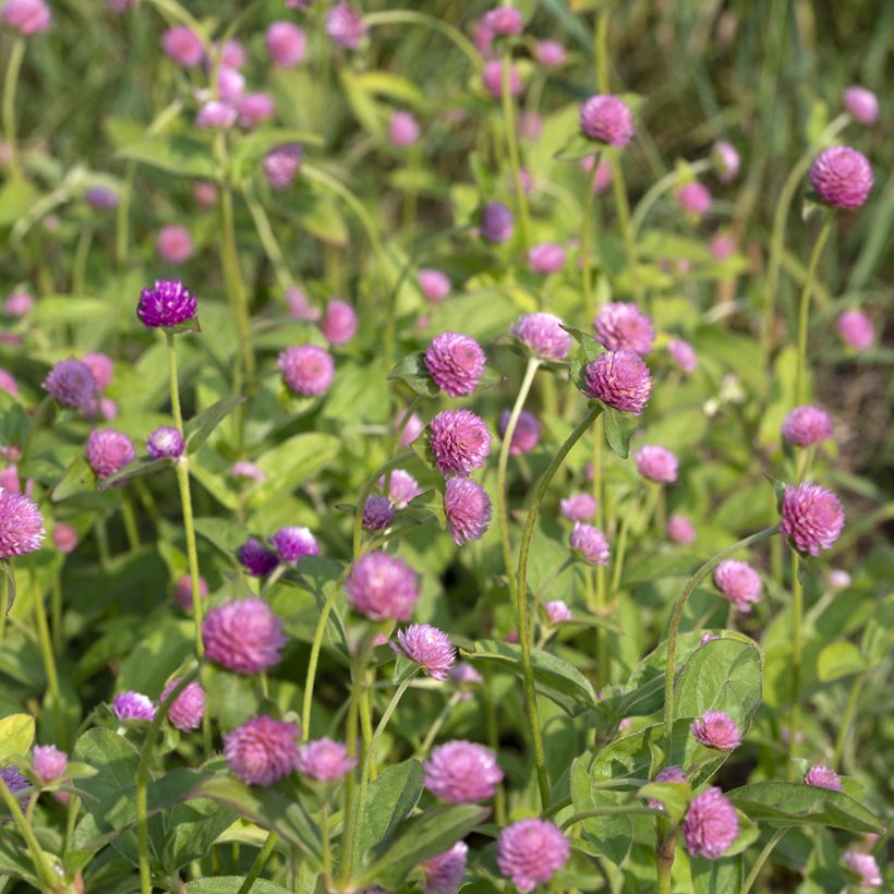 Gomphrena globosa Salmon Pastel (semi) - Amarantino perpetuino (Fioritura)