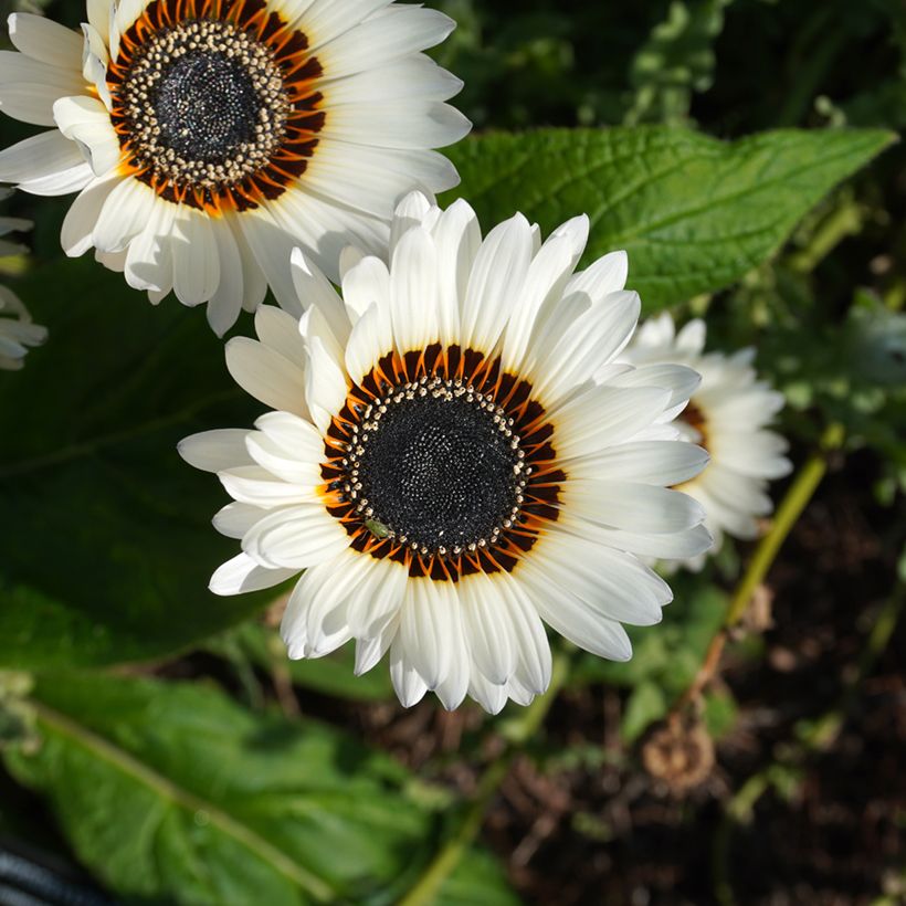 Venidium fastuosum Black and WHite (Fioritura)