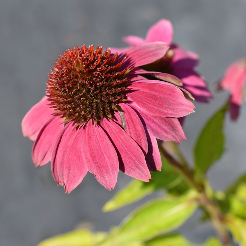 Echinacea purpurea Pow Wow Wild Berry (Fioritura)