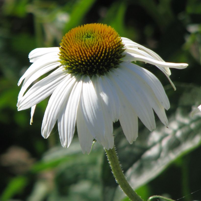 Echinacea purpurea White Swan (Fioritura)