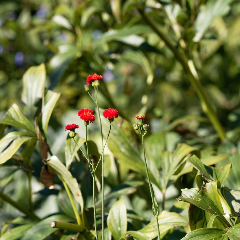 Emilia coccinea Scarlet Magic (Fogliame)