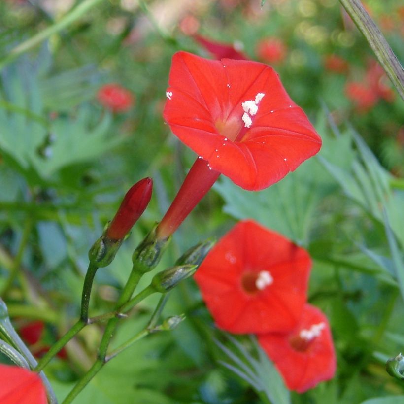 Ipomoea Cardinal Climber (Fioritura)