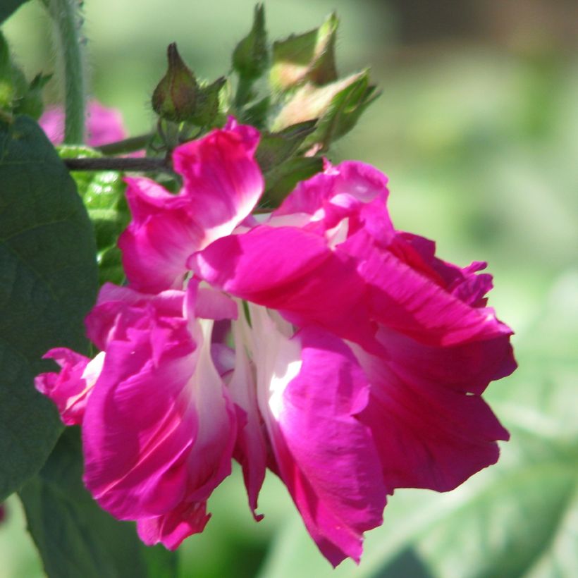 Ipomoea Sunrise Serenade (Fioritura)